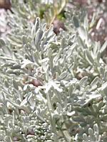 Absinthe - Artemisia absinthium (en Corse) (03) (Photo F. Mrugala)